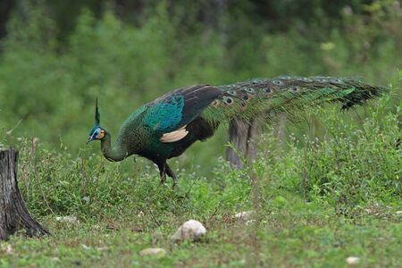 Green Peafowl in Jungleの写真素材