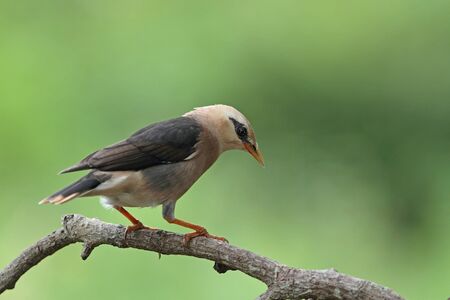 Vinous - breasted Starlingの写真素材