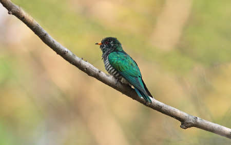 Asian Emerald Cuckoo (Male)の写真素材
