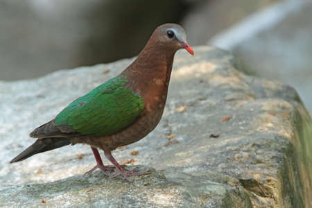 Emerald doveの写真素材