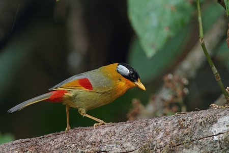 Silver-eared Mesiaの写真素材
