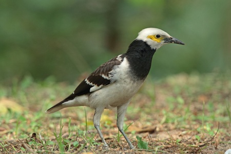Black-collared Starlingの写真素材