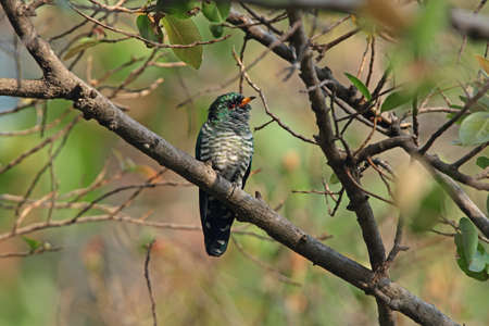 Asian Emerald Cuckoo (Male)の写真素材