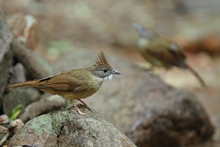 Puff-throated Bulbulの写真素材