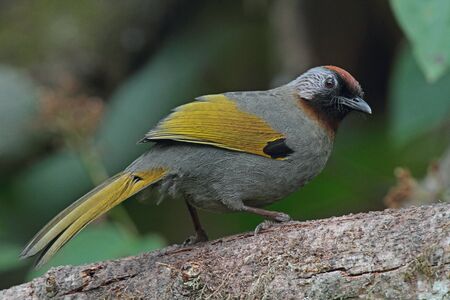 Chestnut-crowned Laughingthrushの写真素材