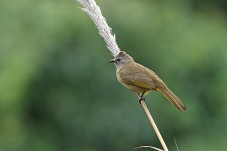 Flavescent Bubulの写真素材