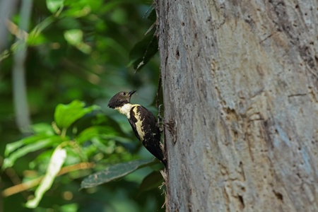 Black-and-buff Woodpeckerの写真素材