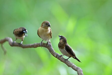 White-rumped Munia with Scaly-breasted Muniaの写真素材