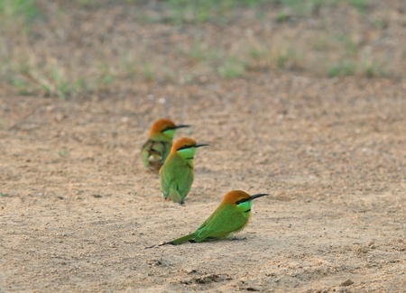 Group of Green Bee-eater on the groud 