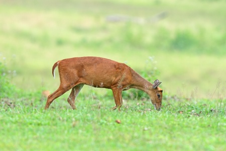 Barking deer on grassの写真素材