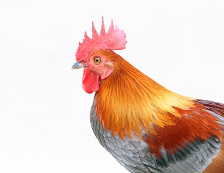 Chicken isolated on a white background の写真素材