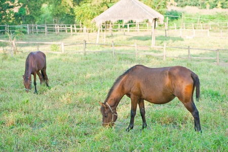 Horses in front of a farm fenceのeditorial素材