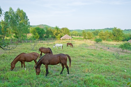 Horses in front of a farm fence surrounded by blue skyのeditorial素材