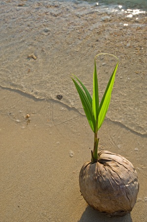Young coconut tree on the beach の写真素材