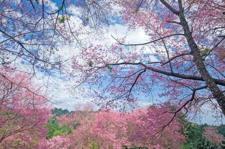 Sakura pink flower on mountain in thailand, cherry blossom の写真素材