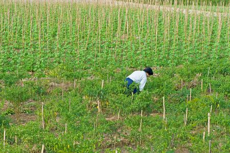Worker pick up chili in field 