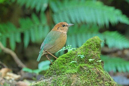 Rusty-naped Pitta  male  の写真素材