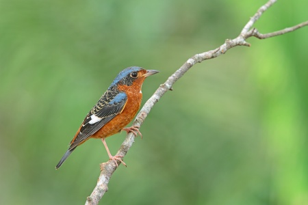 White-throated Rock Thrush の写真素材