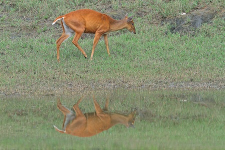 Barking deer in forest の写真素材