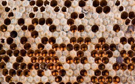 Honey Comb