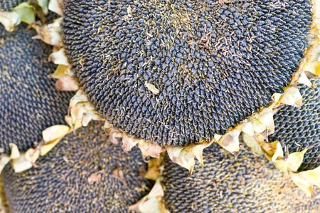 Close up of the seeds in sunflower の写真素材
