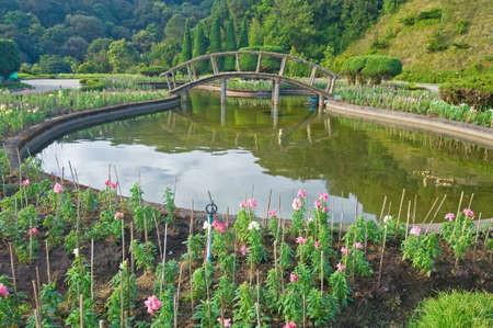 Asiatic garden with water and treesの写真素材