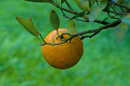Orange orchard in northern Thailand の写真素材