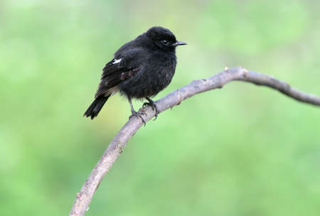 Pied Bushchatの写真素材