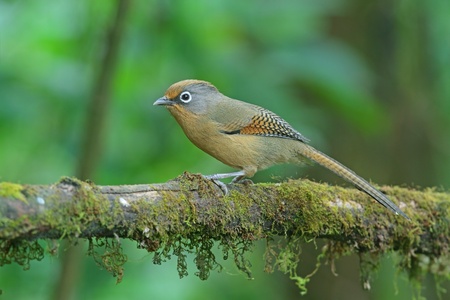 Spectacled Barwing の写真素材