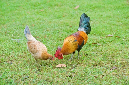 Couple of chicken on grass 