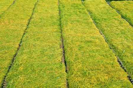 Sliced tobacco の写真素材