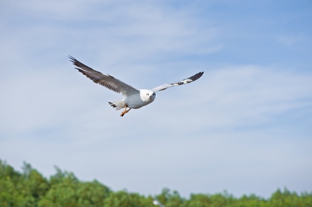 Flying seagull 