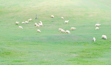 Group of sheap on grassの写真素材