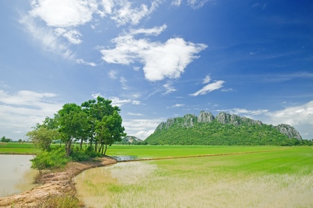 Rice field with the mountain in background, Thailand