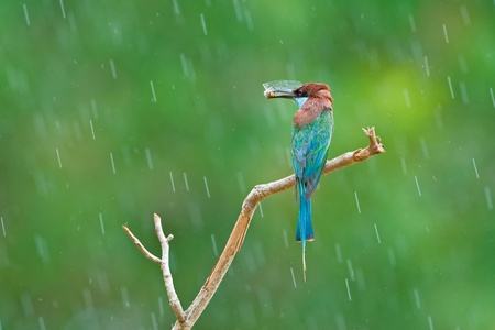 Blue-throated Bee-eater with raindropの写真素材