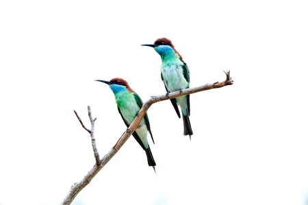 Couple of Blue-throated Bee-eater isolated on white backgroundの写真素材