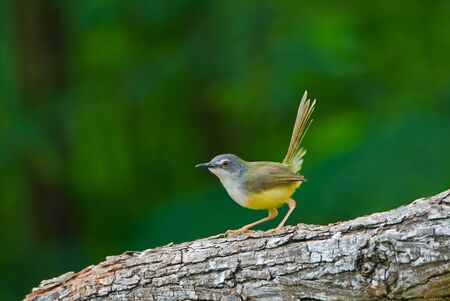 Yellow-bellied Priniaの写真素材
