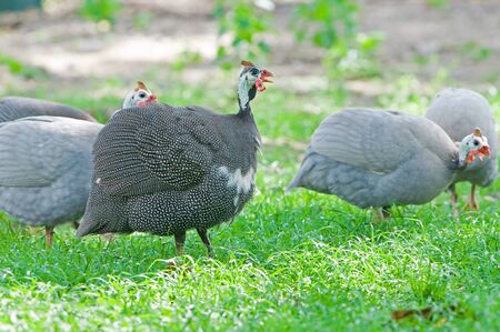 Helmeted Guineafowl  Numida meleagris  walking on grassの写真素材
