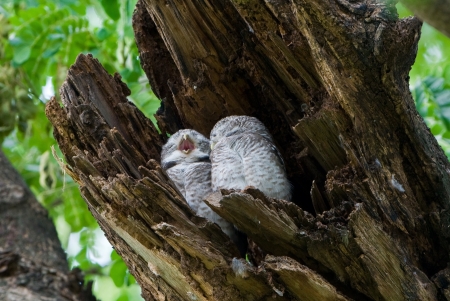 Couple of Spotted Owletの写真素材