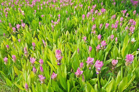Field of siam tulipの写真素材
