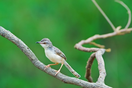 Plain Priniaの写真素材