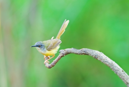 Yellow-bellied Priniaの写真素材