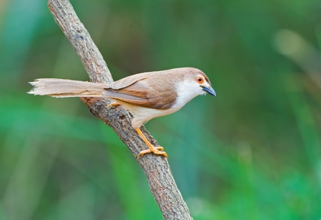 Yellow-eyed Babblerの写真素材