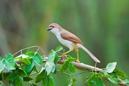 Yellow-eyed Babblerの写真素材