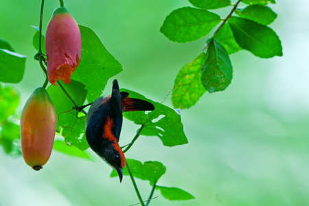 Scarlet-backed Flowerpeckerの写真素材