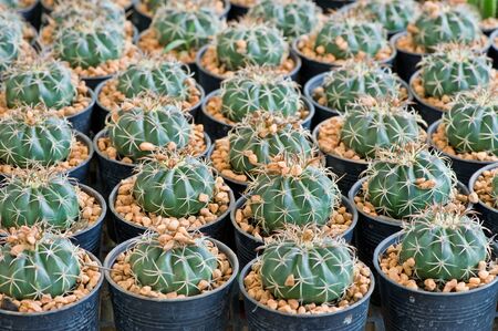 Nursery grouping of cactiの写真素材