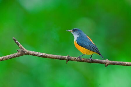 Orange-bellied Flowerpecker  male の写真素材