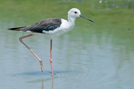 Black-winged Stilt  Himantopus himantopus の写真素材
