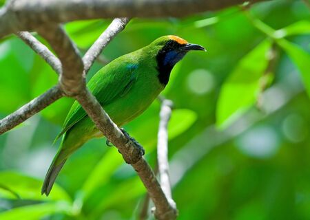 Golden-fronted leafbird の写真素材