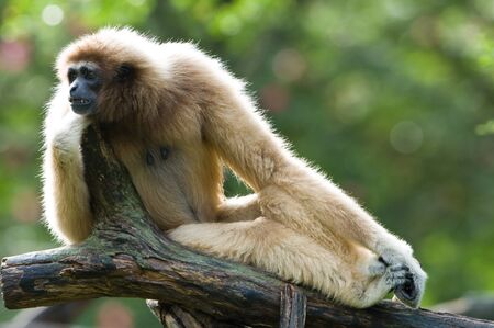 White Gibbon の写真素材